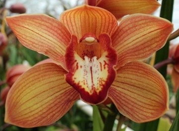 Cymbidium Orange Holland 50 Cm - 5/8bl