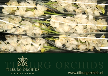 Cymbidium Winterbird Early 80 Cm - 12/15bl