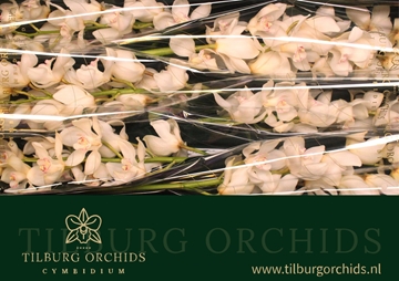 Cymbidium Antonella 80 Cm - 12/15bl