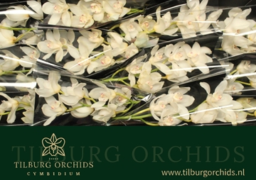Cymbidium Winterbird Early 50 Cm - 5/8bl