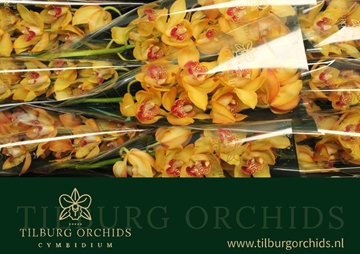 Cymbidium Esther 60 Cm - 8/11bl