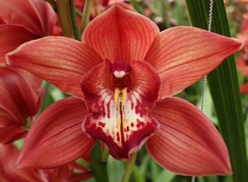 Cymbidium Fredericka 60 Cm - 8/11bl
