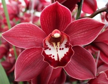 Cymbidium Priwine 50 Cm - 5/8bl