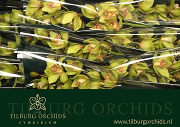 Cymbidium Melissa 60 Cm - 8/11bl