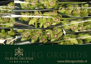 Cymbidium Robin Hood 60 Cm - 8/11bl