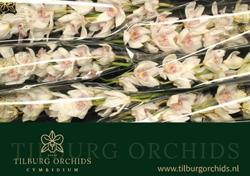 Cymbidium No.60 80 Cm - 12/15bl