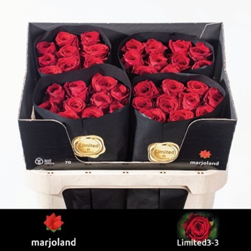 Rosa Hybrida Red Naomi 70cm