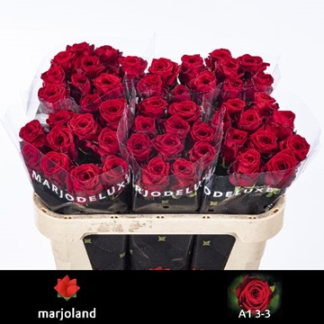 Rosa Hybrida Red Naomi 70cm