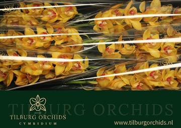 Cymbidium Esther 80 Cm - 12/15bl