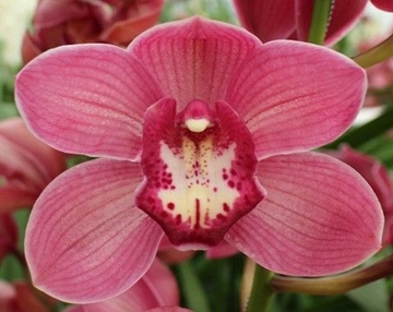 Cymbidium Red Dream 60 Cm - 8/11bl