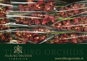 Cymbidium Priwine 60 Cm - 8/11bl