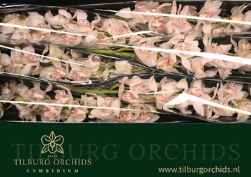 Cymbidium Mrs Sugar Lee 80 Cm - 12/15bl