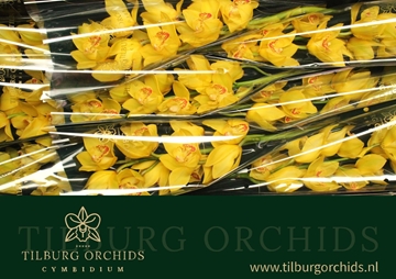 Cymbidium Golden Treasure 60 Cm - 8/11bl