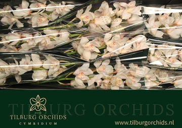 Cymbidium Antonella 60 Cm - 8/11bl