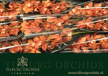 Cymbidium Orange Holland 60 Cm - 8/11bl