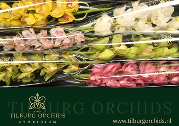 Cymbidium Asst 13bl