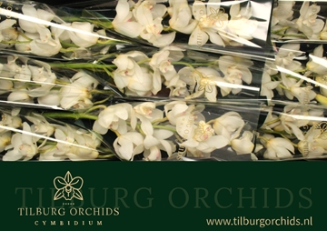 Cymbidium Winterbird Early 60 Cm - 8/11bl