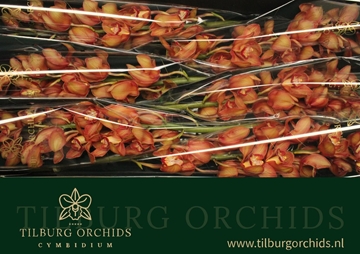 Cymbidium Orange Holland 80 Cm - 12/15bl