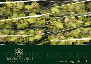Cymbidium Robin Hood 80 Cm - 12/15bl