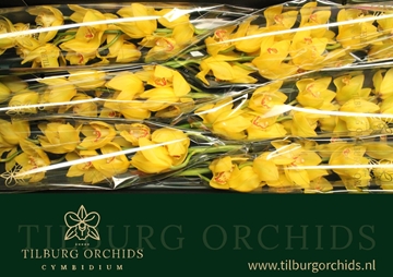 Cymbidium Golden Treasure 80 Cm - 12/15bl