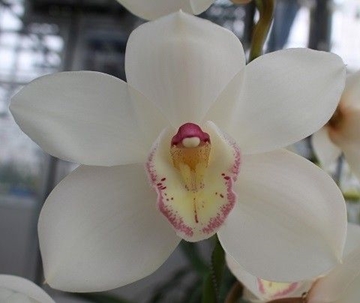 Cymbidium Antonella 50 Cm - 5/8bl