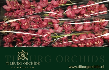 Cymbidium Red Dream 80 Cm - 12/15bl