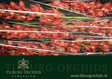 Cymbidium Fredericka 80 Cm - 12/15bl