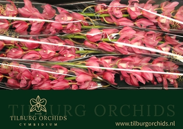 Cymbidium Gerry 80 Cm - 12/15bl