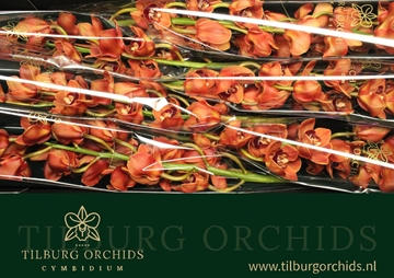 Cymbidium King Alex 80 Cm - 12/15bl