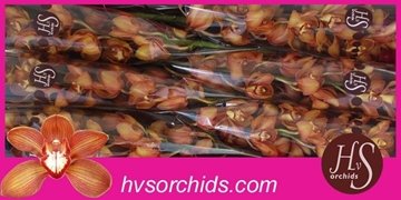 Cymbidium Orange Holland 50 Cm - 5/8bl