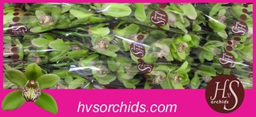 Cymbidium Hans 60 Cm - 8/11bl