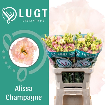 Lisianthus Double Alissa Champagne 70cm