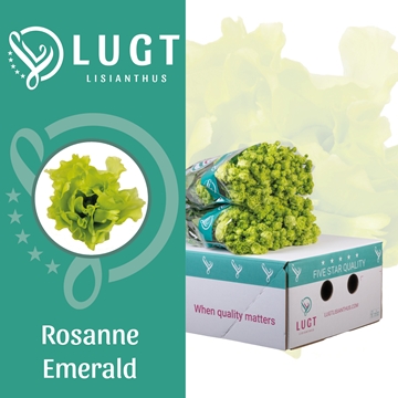 Lisianthus Double Rosanne Emerald 70cm