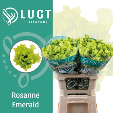 Lisianthus Double Rosanne Emerald 70cm