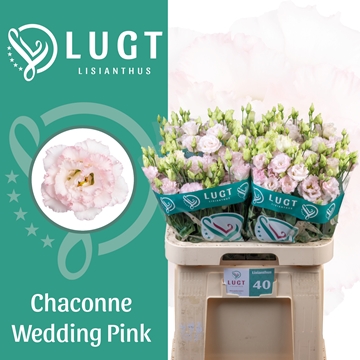 Lisianthus Double Chac Wedding Pink 70cm