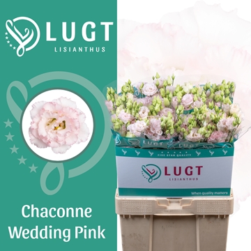Lisianthus Double Chac Wedding Pink 70cm
