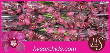 Cymbidium Red Dream 50 Cm - 5/8bl
