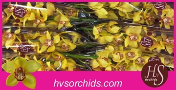 Cymbidium La Vie Stella 80 Cm - 12/15bl