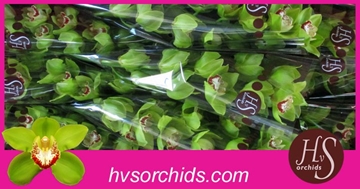 Cymb T Uniq Senna 60 Cm - 8/11bl