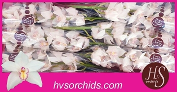 Cymbidium Tony 80 Cm - 12/15bl