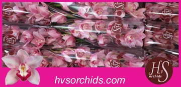 Cymb T Mrs Teresa 60 Cm - 8/11bl
