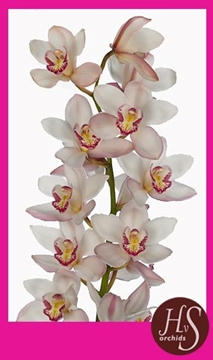 Cymbidium Mariangela 60 Cm - 8/11bl