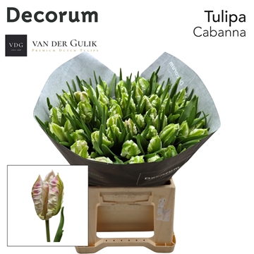 Tulipa Par Cabanna 42cm 40gram