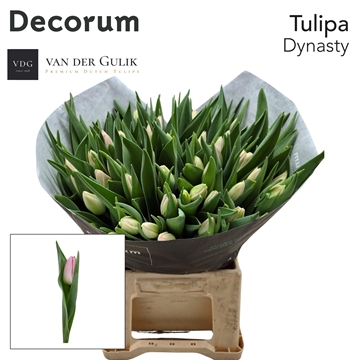 Tulipa Dynasty 46cm 46gram