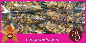Cymbidium Charly Brown 50 Cm - 5/8bl
