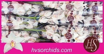 Cymbidium Tony 60 Cm - 8/11bl