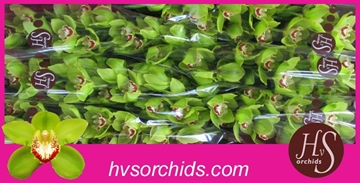 Cymb T Uniq Senna 80 Cm - 12/15bl