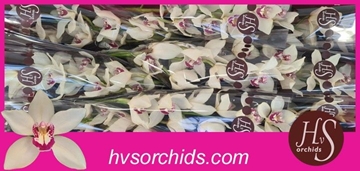Cymbidium Ivory 60 Cm - 8/11bl