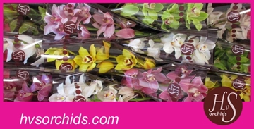 Cymbidium Asst 7bl