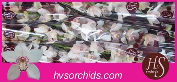 Cymbidium Mrs Sugar Lee 60 Cm - 8/11bl